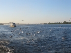 чайки 0000000134.jpg